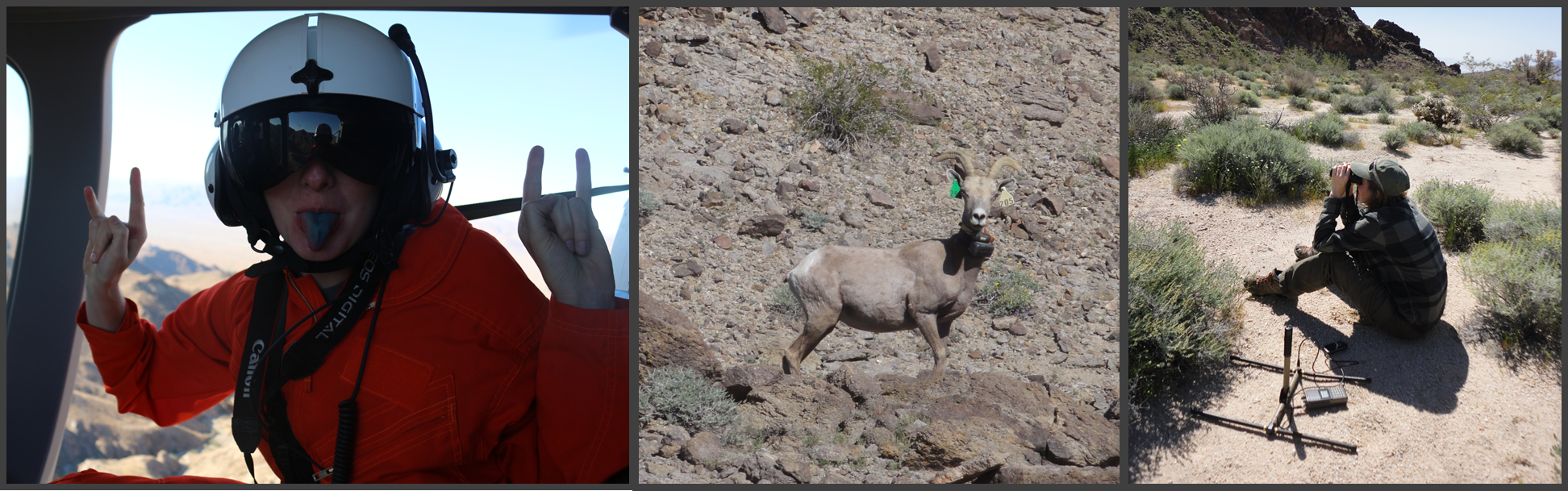 Images of Ashley during a helicopter survey, a desert bighorn, and Ashley glassing with binoculars