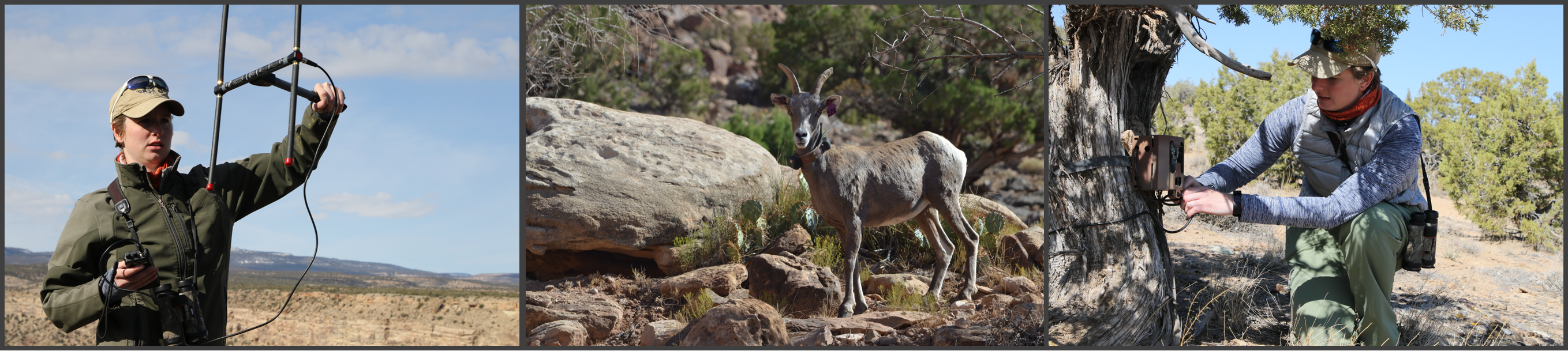 Images of Ashley with a telemetry antenna, a desert bighorn, and Ashley chekcing a game camera