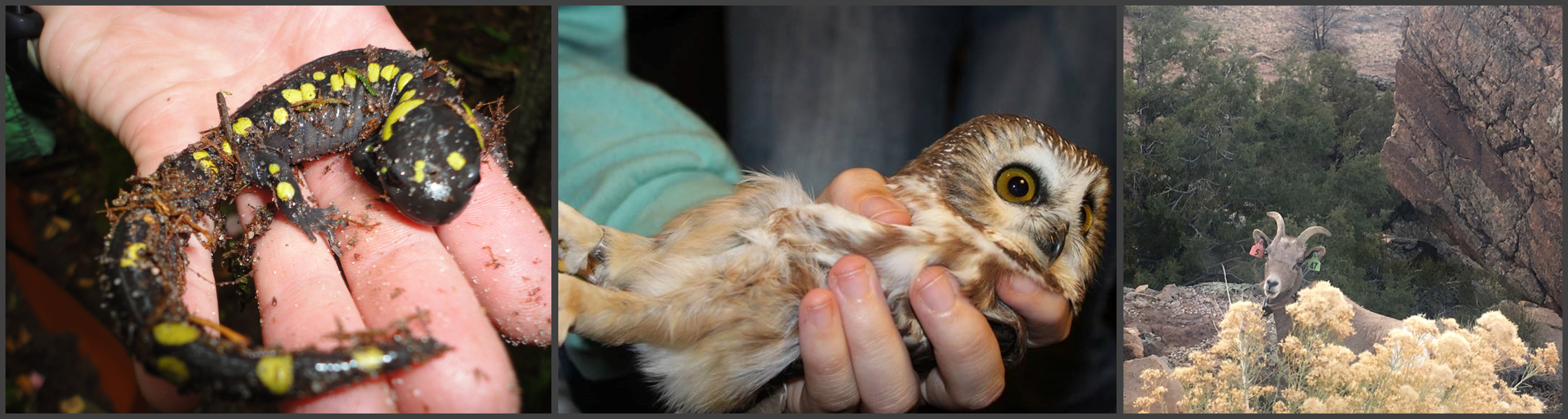 Images of a spotted salamander, sawhet owl, and desert bighorn